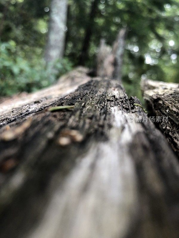 Scenes from a Forest  - Northeast USA - Ant’s Eye View